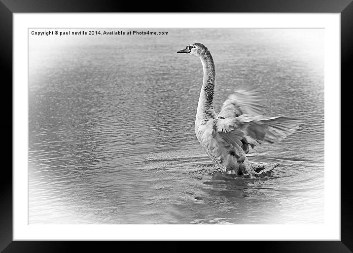 swan Framed Mounted Print by paul neville