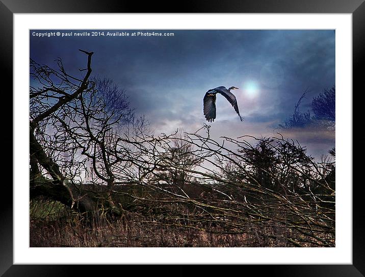 Flight of the Heron Framed Mounted Print by paul neville