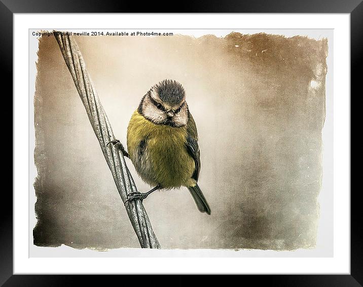Blue Tit Framed Mounted Print by paul neville