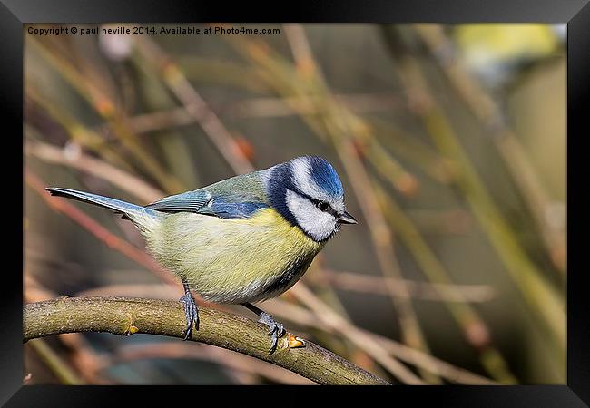 blue tit Framed Print by paul neville