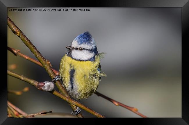 Bad hair day (blue tit) Framed Print by paul neville