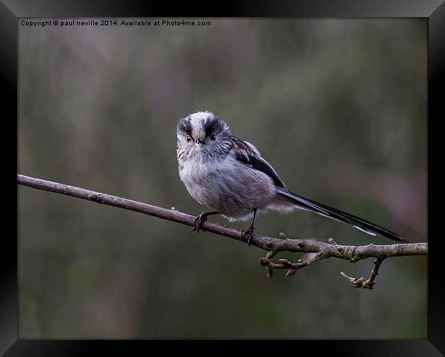 long tailed tit Framed Print by paul neville