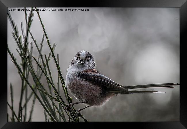 Long tailed tit Framed Print by paul neville