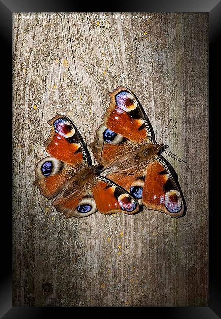 peacock butterflies Framed Print by paul neville