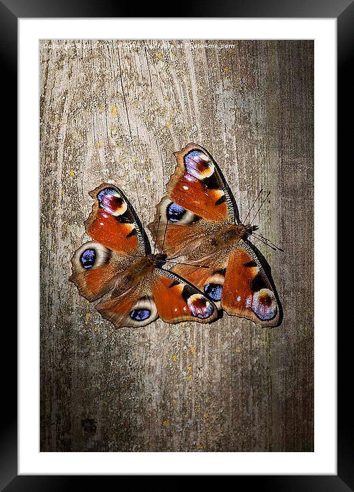 peacock butterflies Framed Mounted Print by paul neville