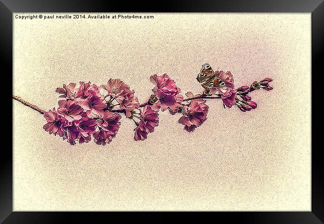 Cherry blossom Framed Print by paul neville