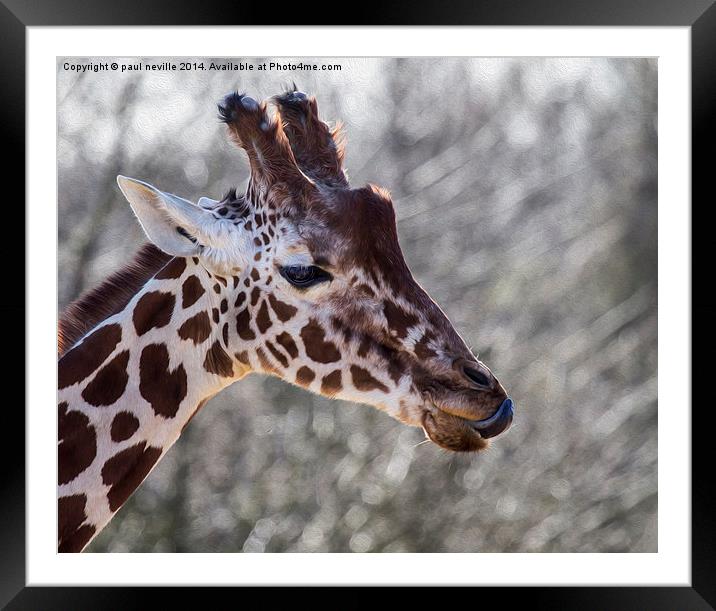 Giraffe Framed Mounted Print by paul neville