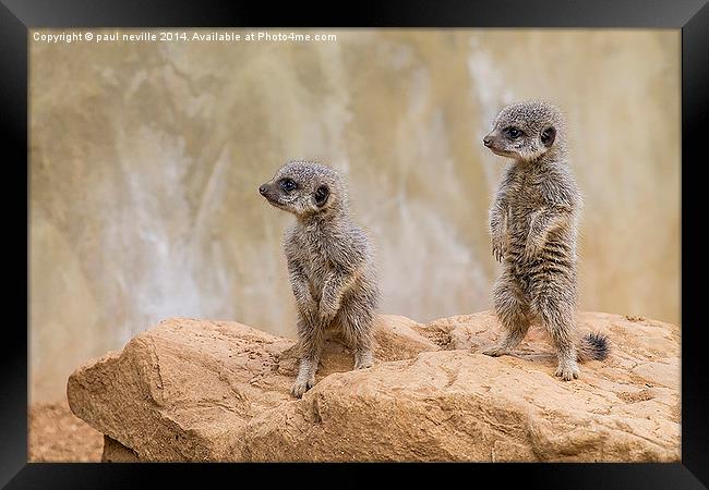 baby meerkats Framed Print by paul neville
