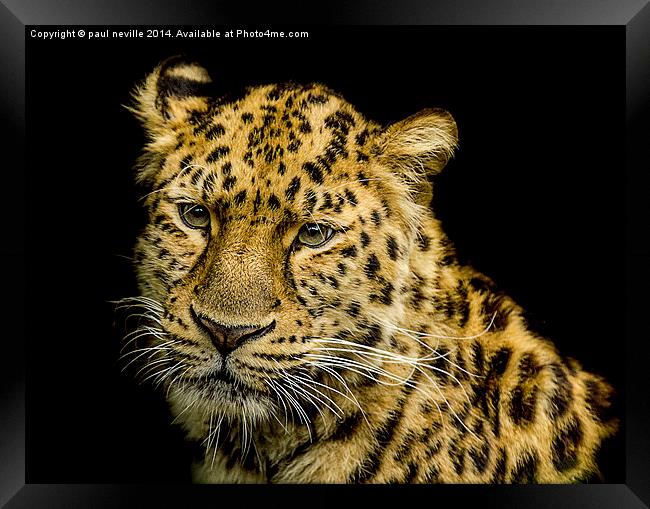 Amur Leopard Framed Print by paul neville