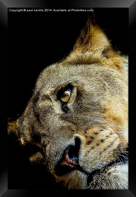 lioness Framed Print by paul neville