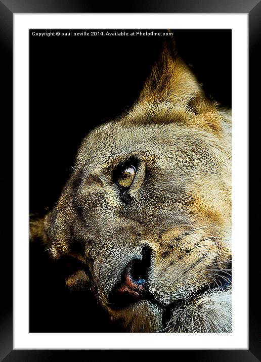 lioness Framed Mounted Print by paul neville