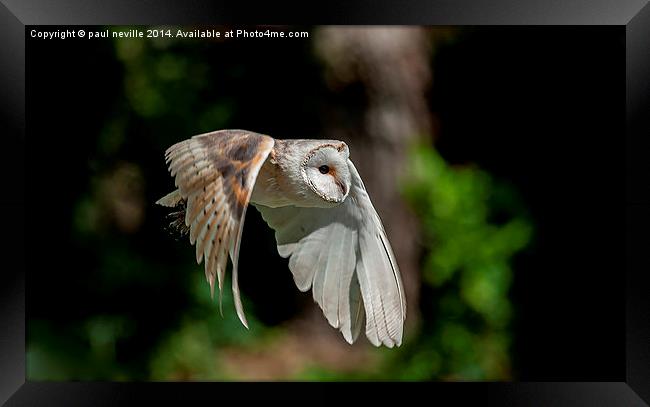 barn owl Framed Print by paul neville