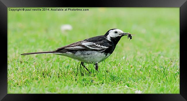 wagtail Framed Print by paul neville
