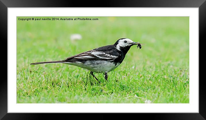 wagtail Framed Mounted Print by paul neville