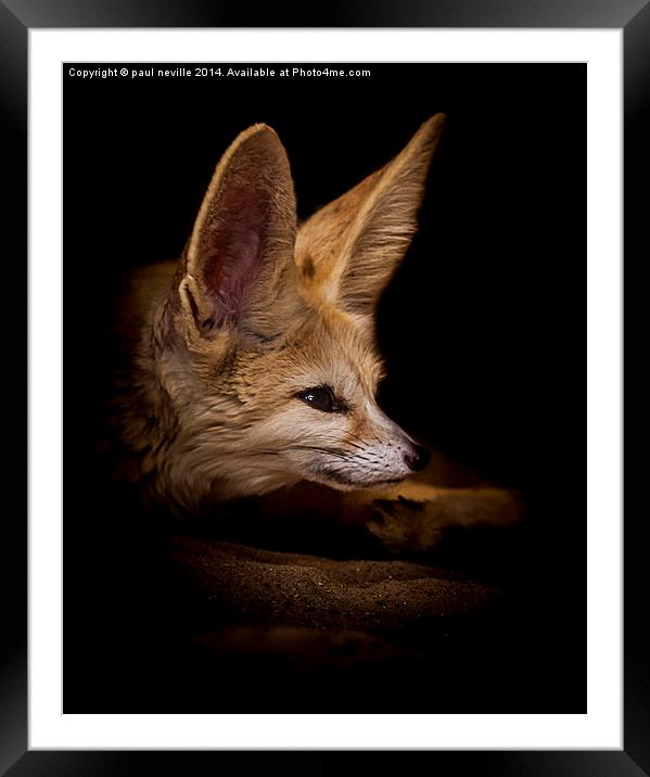  Fennic fox Framed Mounted Print by paul neville