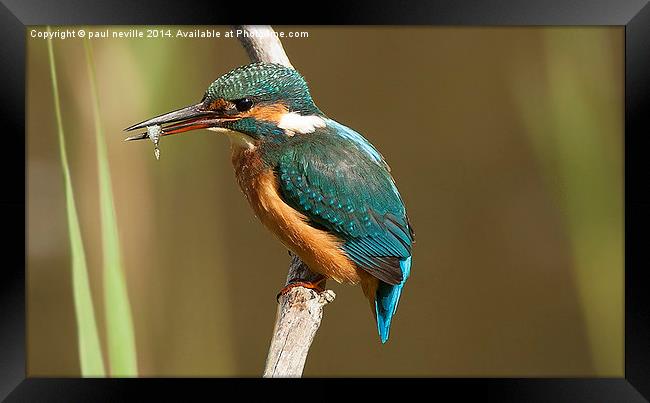  kingfisher with fish  Framed Print by paul neville