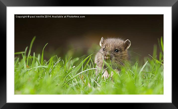  Hello Ratty Framed Mounted Print by paul neville