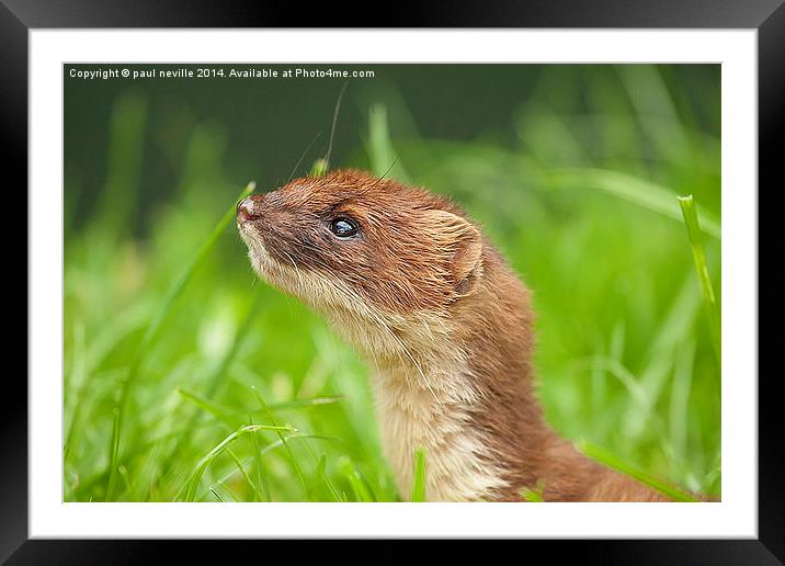  Stoat Framed Mounted Print by paul neville