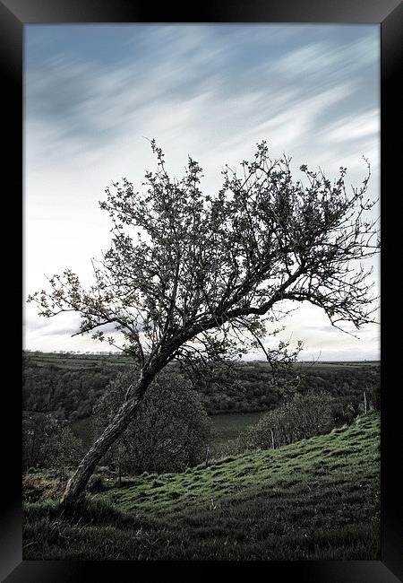 The Resilient Leaning Tree Framed Print by Les McLuckie
