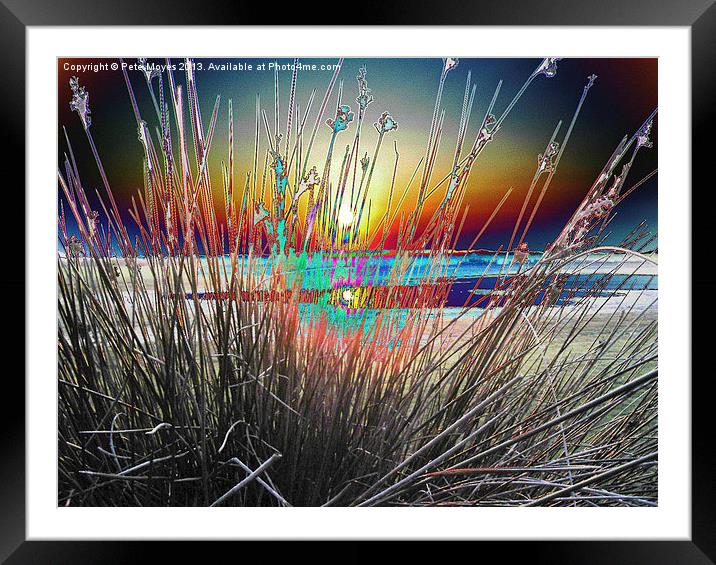 Sunburst Through the Reeds Framed Mounted Print by Pete Moyes