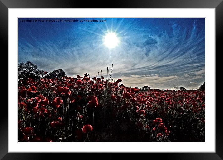 Afternoon in the poppy field Framed Mounted Print by Pete Moyes