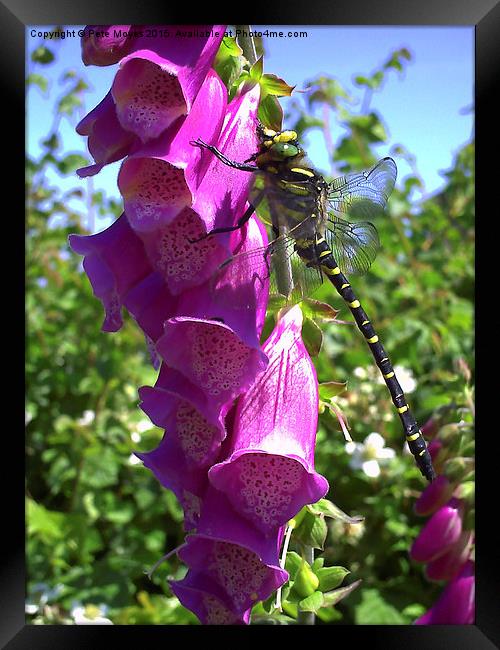  Dragonfly on a Foxglove Framed Print by Pete Moyes