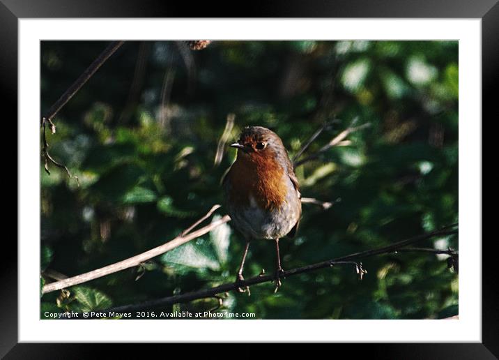 Robin on the lookout  Framed Mounted Print by Pete Moyes