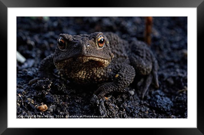 A visiting Toad Framed Mounted Print by Pete Moyes