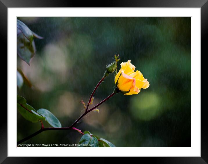 Raindrops on Roses Framed Mounted Print by Pete Moyes