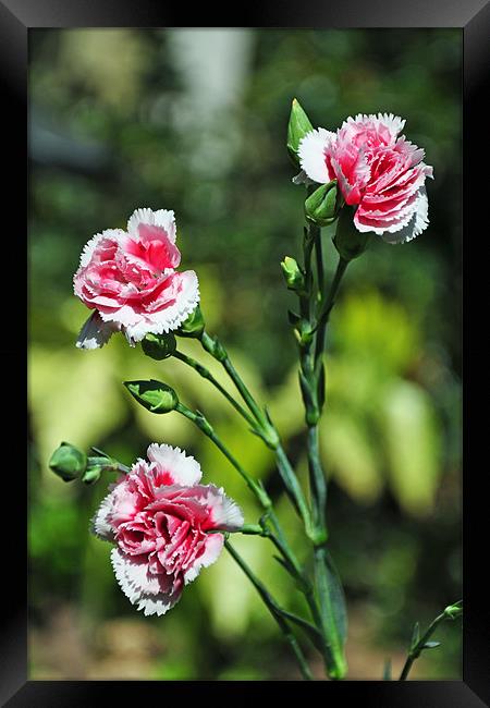 Carnations (Dianthus) Framed Print by Frank Irwin