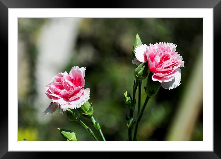 Carnations (Dianthus) Framed Mounted Print by Frank Irwin