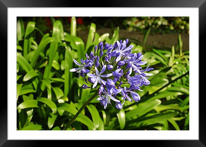 Agapanthus, beautiful and unusual Framed Mounted Print by Frank Irwin
