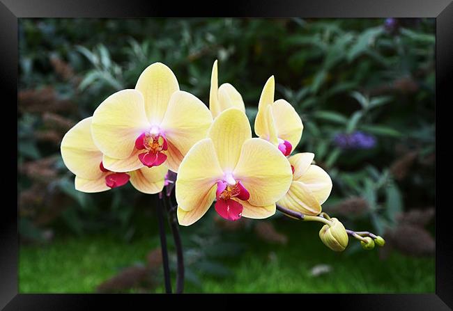 Yellow  Orchids Framed Print by Frank Irwin