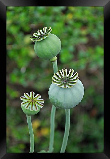 Poppy seed pods Framed Print by Frank Irwin
