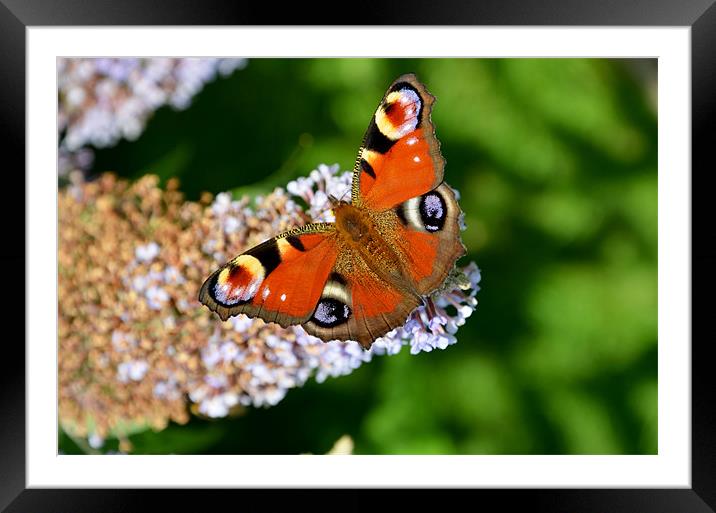 Peacock Butterfly Framed Mounted Print by Frank Irwin