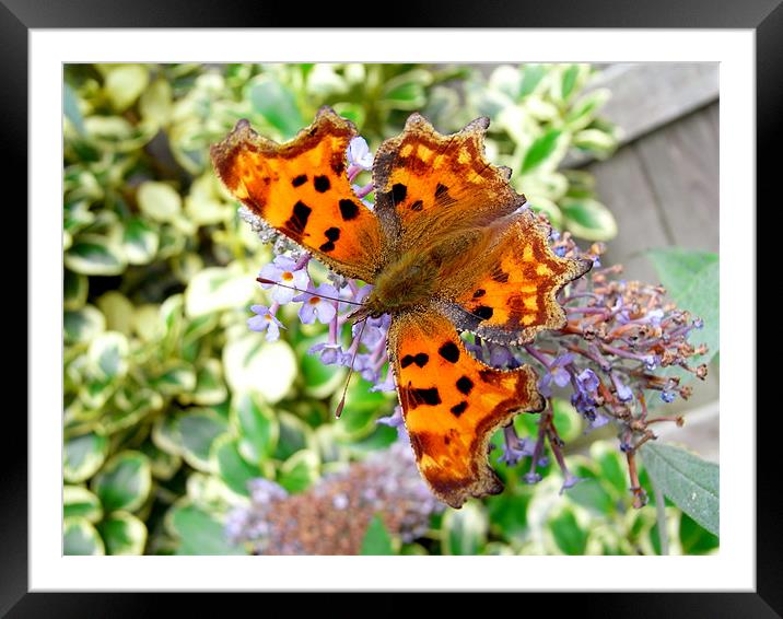 Comma butterfly Framed Mounted Print by Frank Irwin