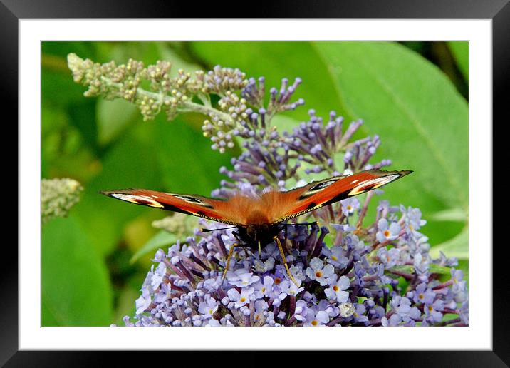Beautiful Peacock butterfly Framed Mounted Print by Frank Irwin
