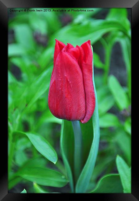 A colourful tulip Framed Print by Frank Irwin