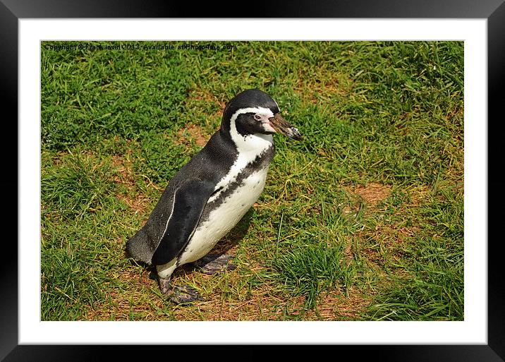 The Humboldt Penguin in captivity Framed Mounted Print by Frank Irwin