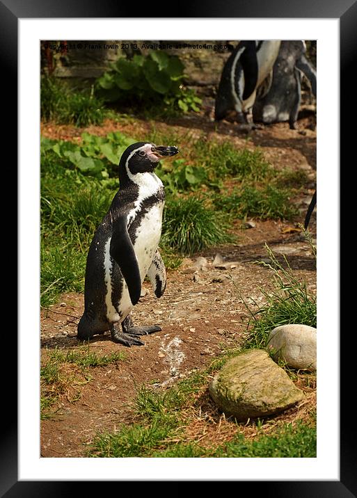 The Humboldt Penguin in captivity Framed Mounted Print by Frank Irwin