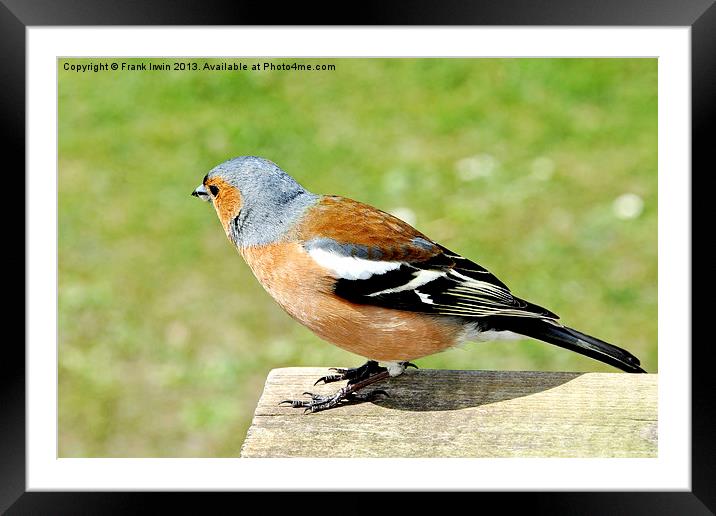 The Chaffinch Framed Mounted Print by Frank Irwin