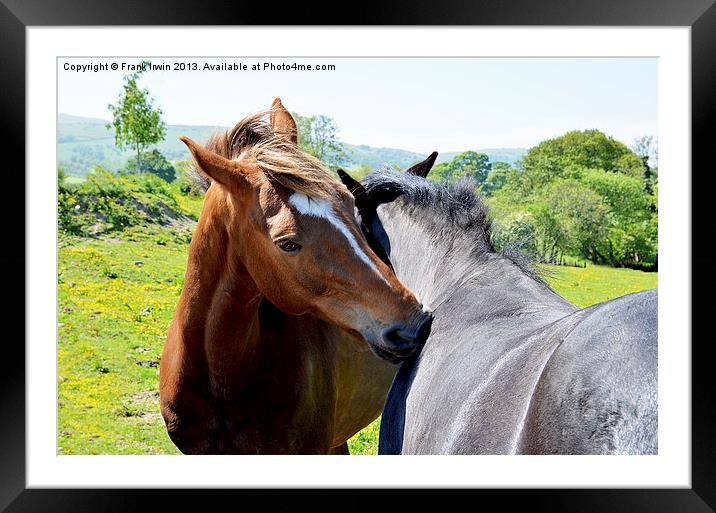 Two horses interacting Framed Mounted Print by Frank Irwin
