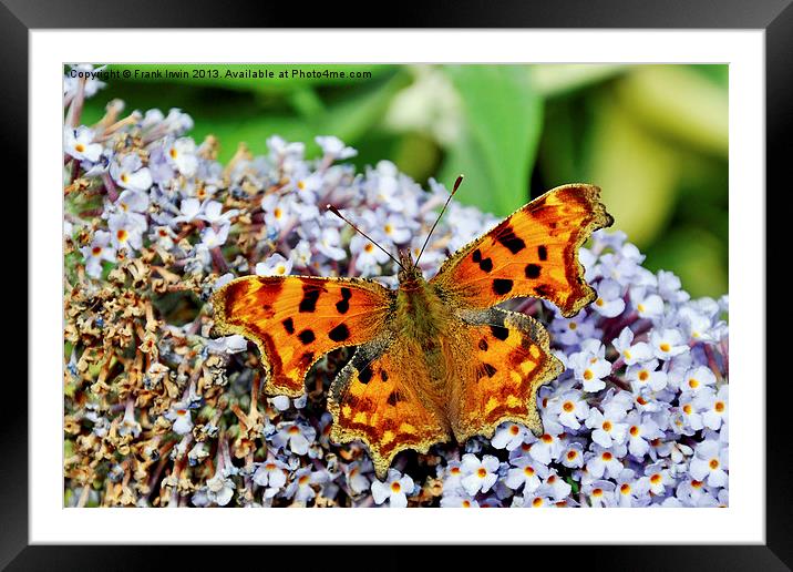 The beautiful Comma Butterfly Framed Mounted Print by Frank Irwin