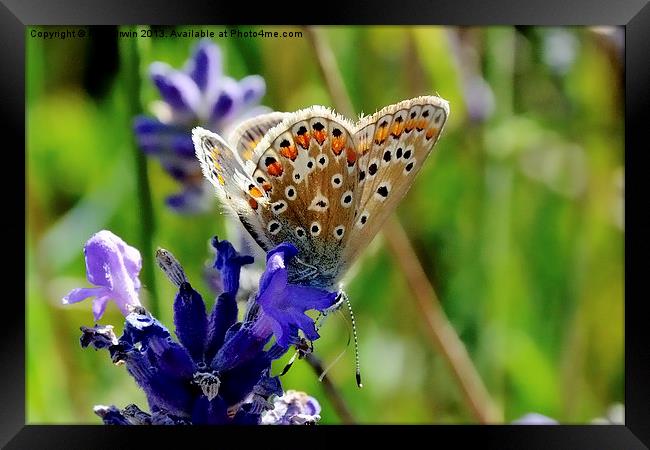 The Brown Argus butterfly Framed Print by Frank Irwin