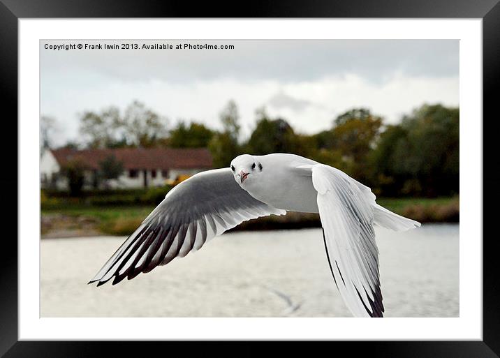 The Ring-billed Gull Framed Mounted Print by Frank Irwin