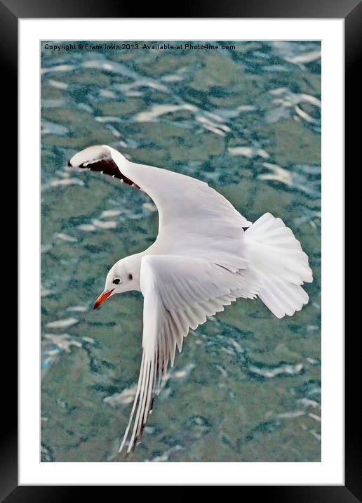 The Ring-billed Gull Framed Mounted Print by Frank Irwin