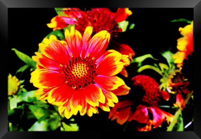 A Colourful Gaillardia flower head. Framed Print by Frank Irwin