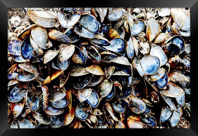 A host of empty Mussels Shells Framed Print by Frank Irwin