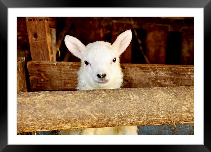 A New-born Baby Lamb Framed Mounted Print by Frank Irwin