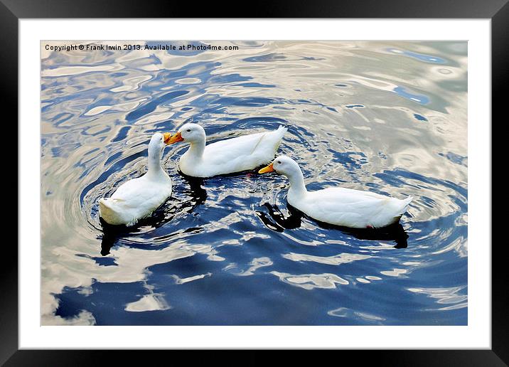 Billing and cooing ducks Framed Mounted Print by Frank Irwin